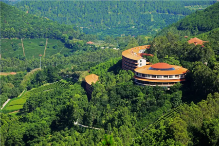 雁南飞茶田风景区